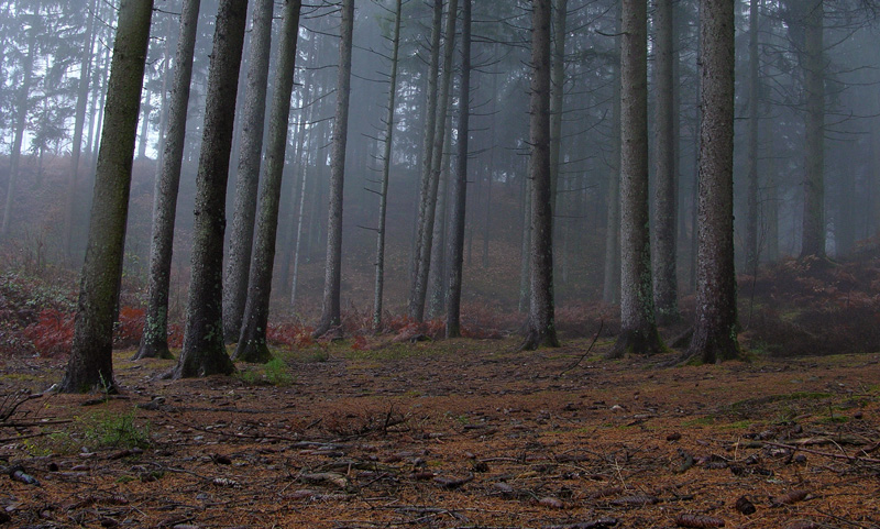 Atmosfere nel bosco......